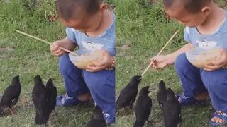 Viral Video Of Little Boy Feeding Birds With Stick Is The Cutest Thing You Will See On Internet Today | WATCH